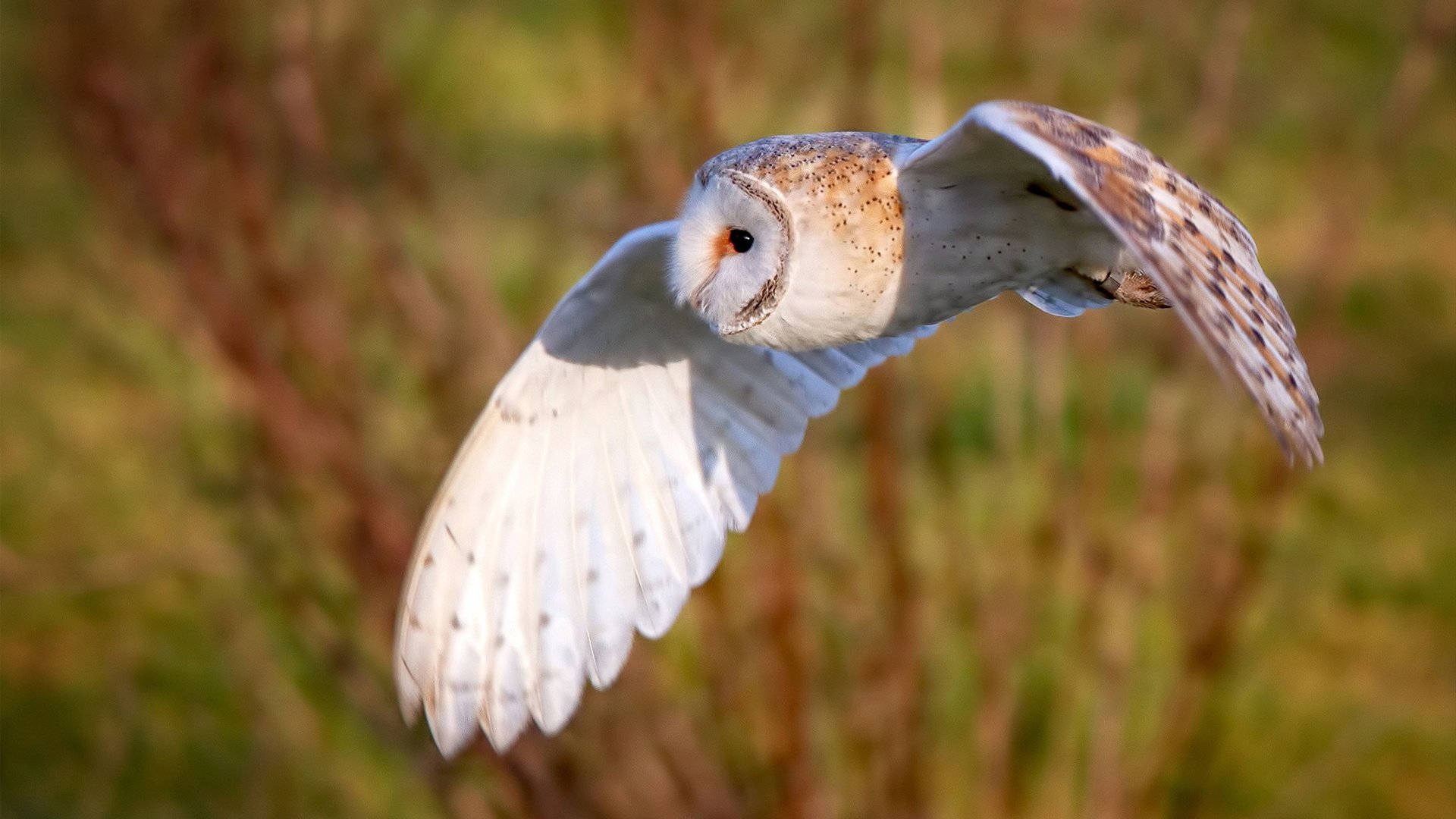 北京中赫国安备战华夏幸福,双方实力对比备受关注!,北京中赫国安更名北