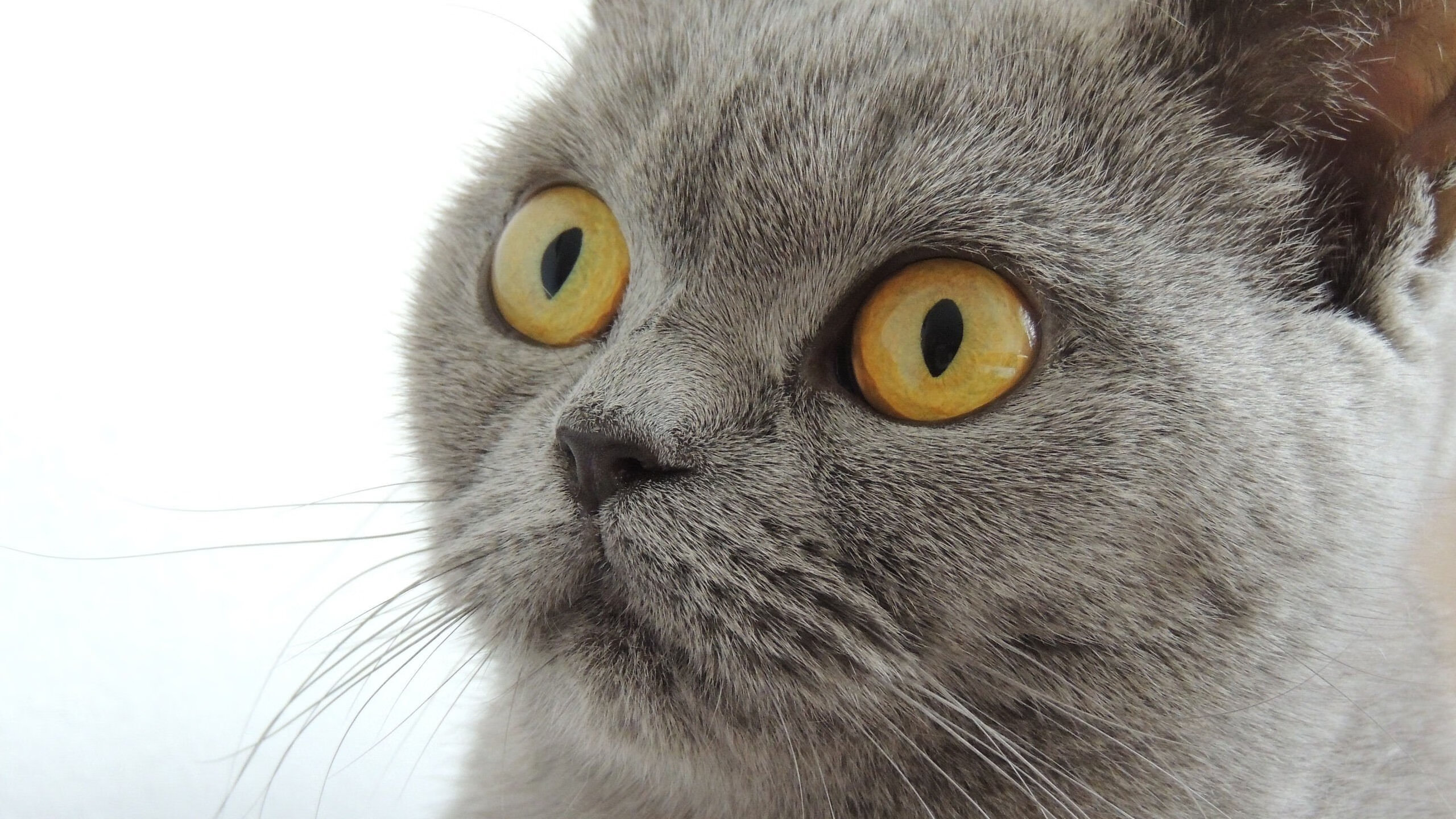 kaiyun网站-尼克斯击败雷霆，全明星赛前哨战中布伦森三分雨不断，尼克斯队布洛克