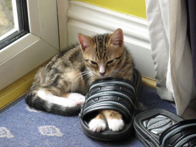 河南建业客场逼平山东鲁能泰山队,鲁能与河南建业今晚足球比赛直播