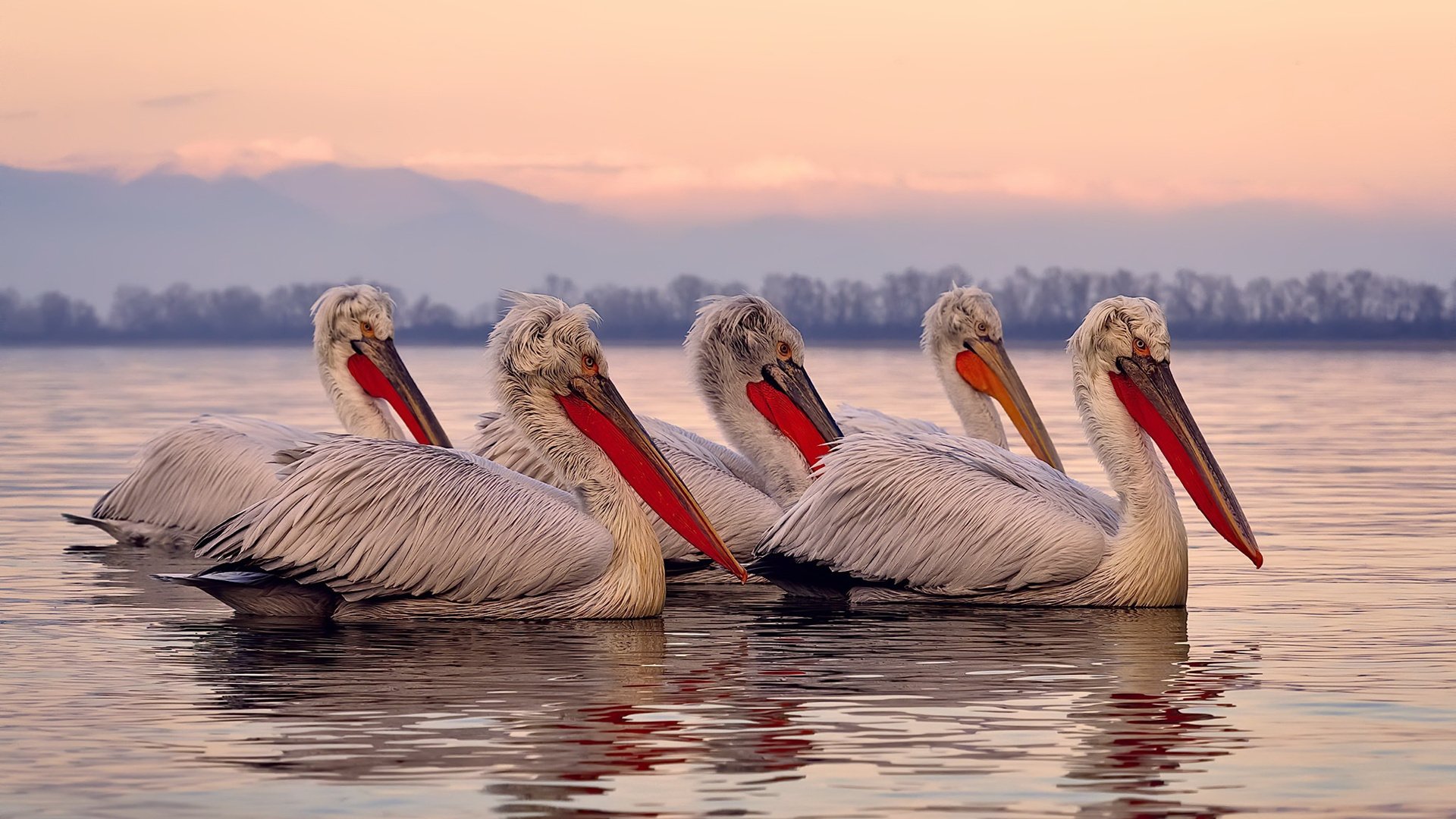 开云·Kaiyun网页版-阿尔巴尼亚与冰岛上演对决，欧洲杯预选赛关头