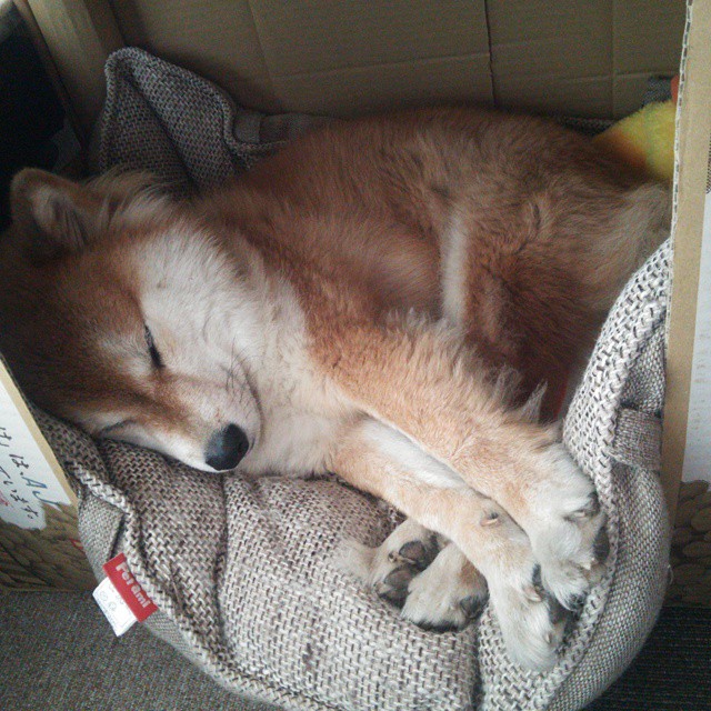 开云·体育官网-中立代表队A蝶泳选手节奏控制精准，蝶泳中国冠军