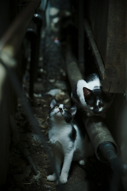 伊朗男篮在亚洲预赛中奋勇冲刺，争夺奥运决赛门票，伊朗男篮落选赛