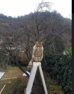 詹姆斯新赛季前瞻目标直指总冠军，詹姆斯2022赛季